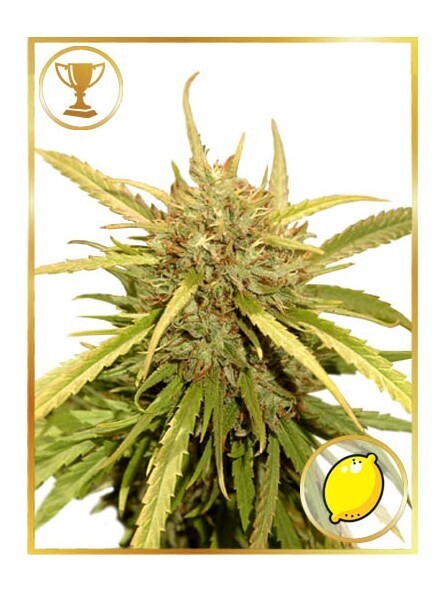MR. SUGAR LEMON HAZE