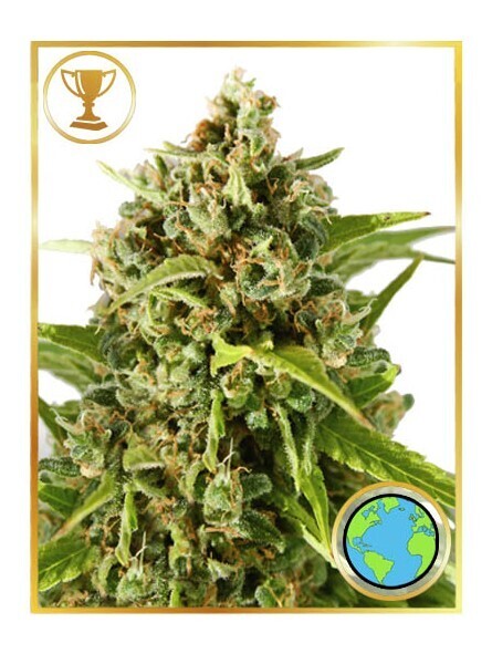 MR. MOTHER EARTH