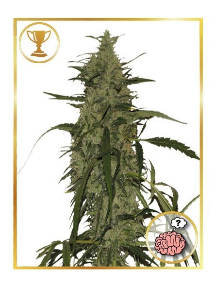 MR. AMNESIA MASS