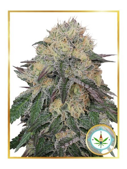 MR. NORTHERN OG