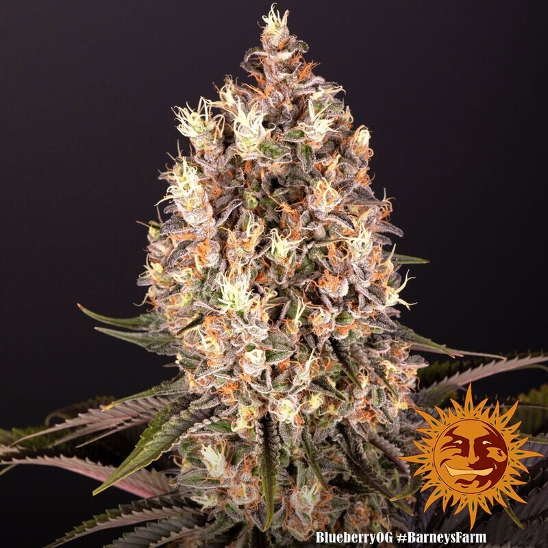BLUEBERRY OG