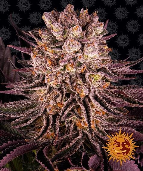 BF Critical Kush feminised