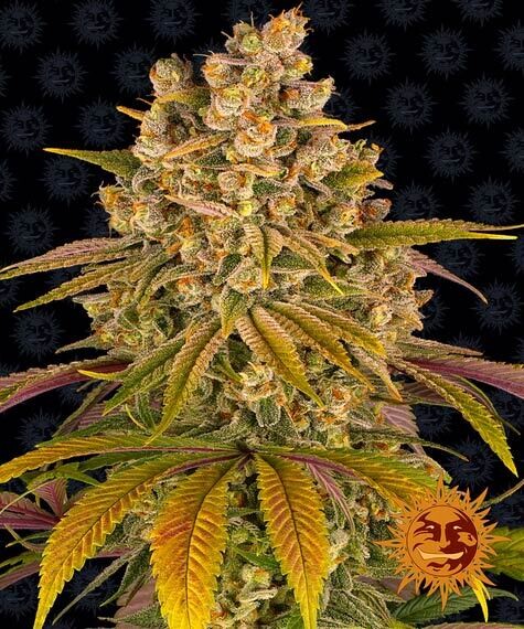 LEMON TREE