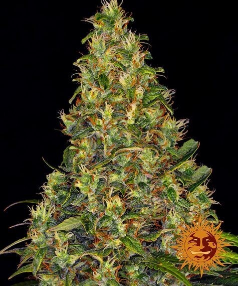 AMNESIA HAZE AUTO