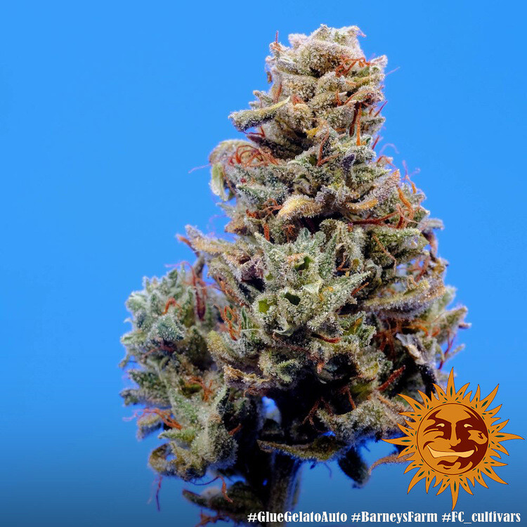 PURPLE PUNCH AUTO