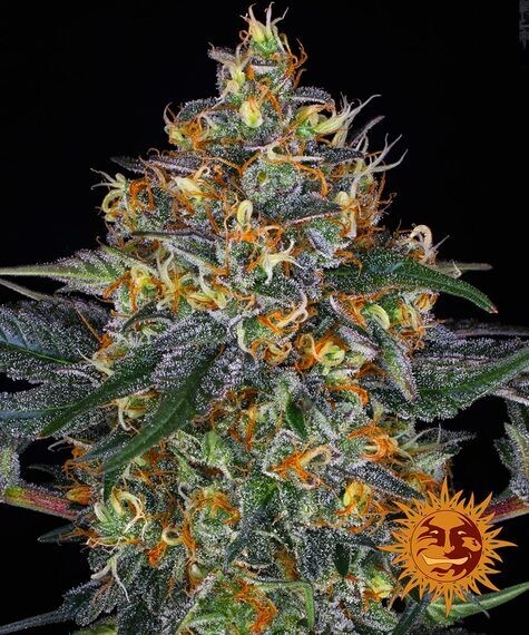MOBY DICK AUTO