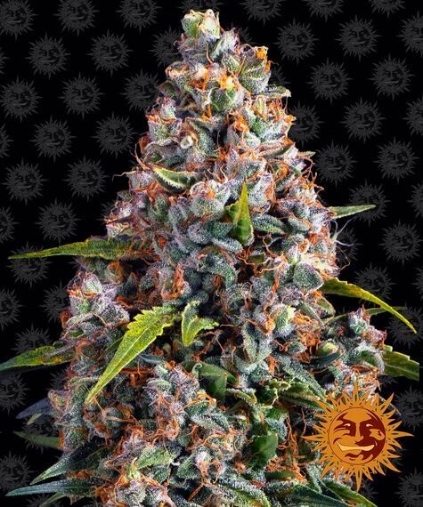 STRAWBERRY CHEESECAKE AUTO
