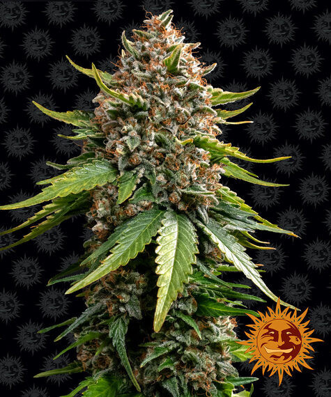 WHITE WIDOW XXL AUTO