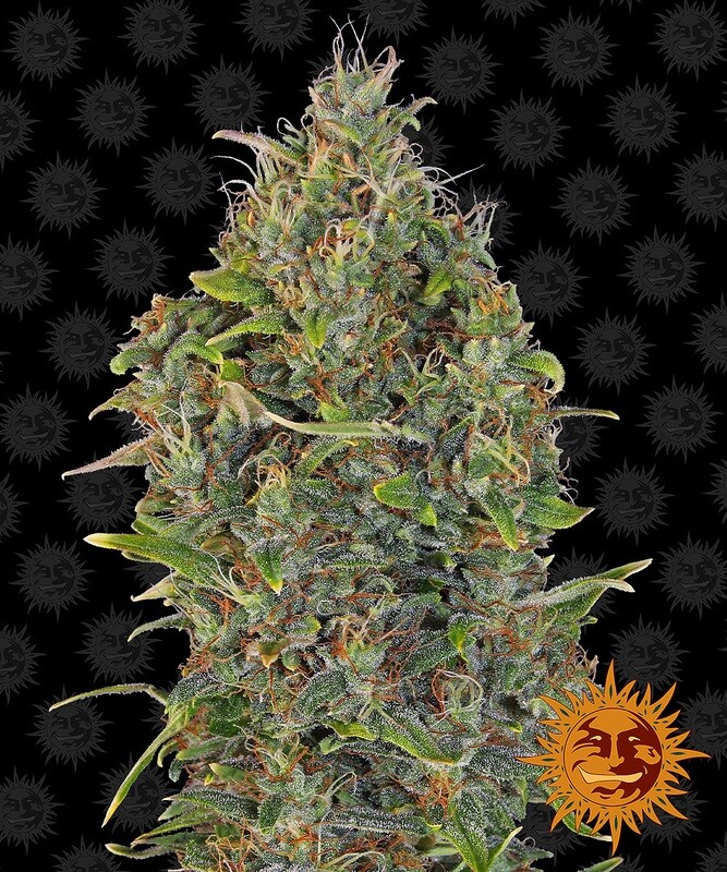 CRITICAL KUSH AUTO