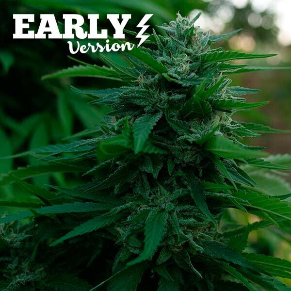 LORD KUSH EARLY VERSION