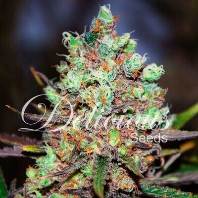 COTTON CANDY KUSH