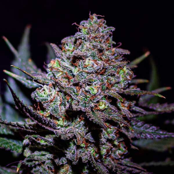 CRITICAL SUPER SILVER HAZE