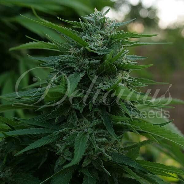 LORD KUSH