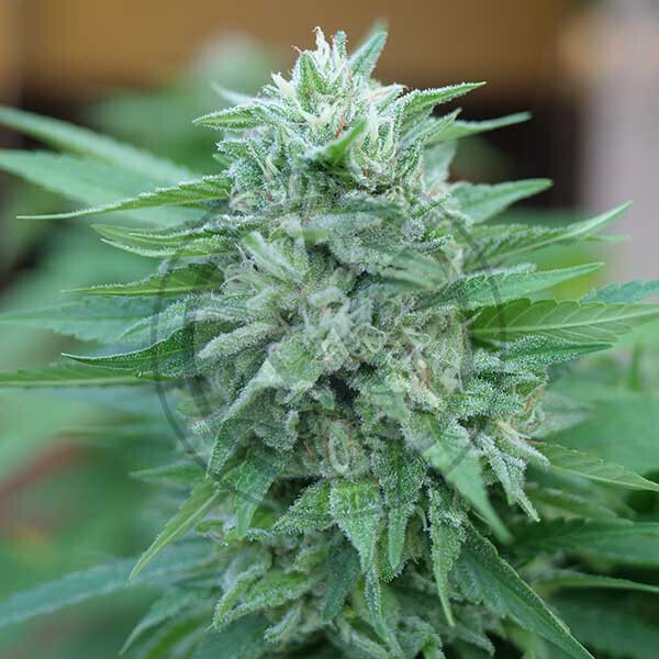 MOBY DELICIOUS
