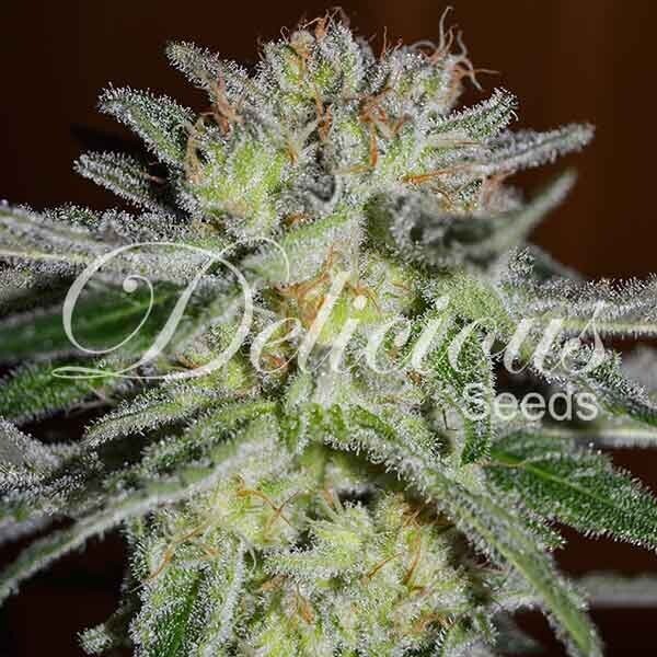 NORTHERN LIGHT BLUE