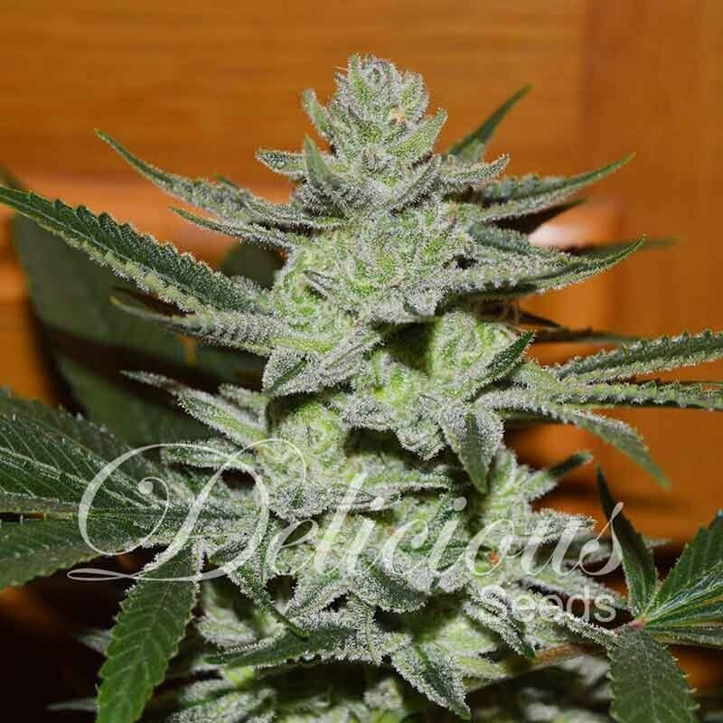 UNKNOWN KUSH