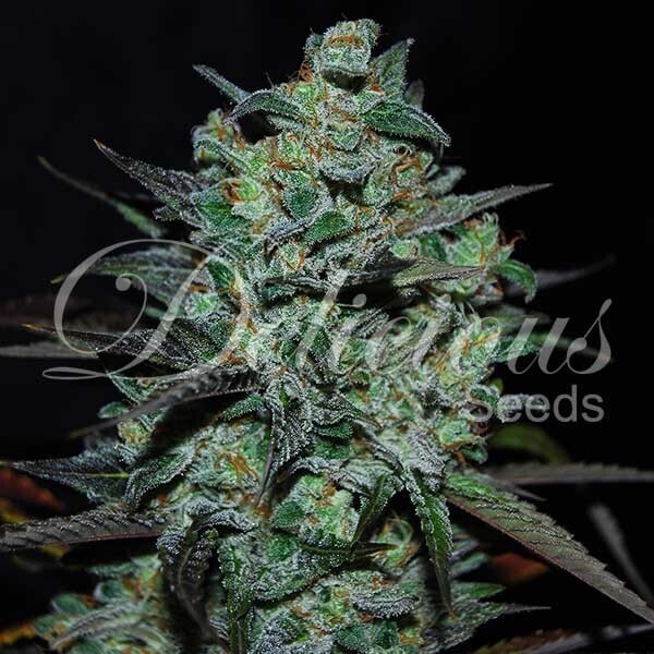 NORTHERN LIGHT BLUE THC-FREE