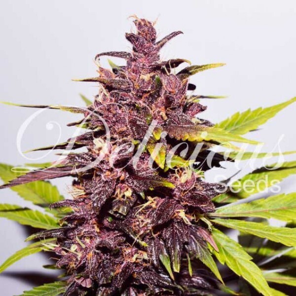 AUTO DARK PURPLE