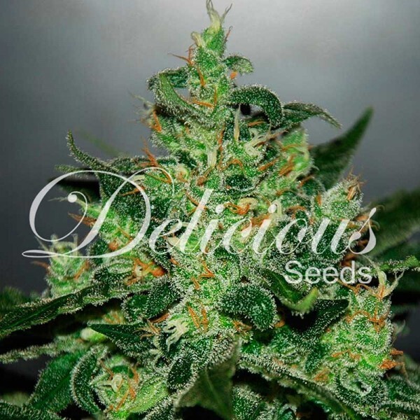 CRITICAL JACK HERER AUTO