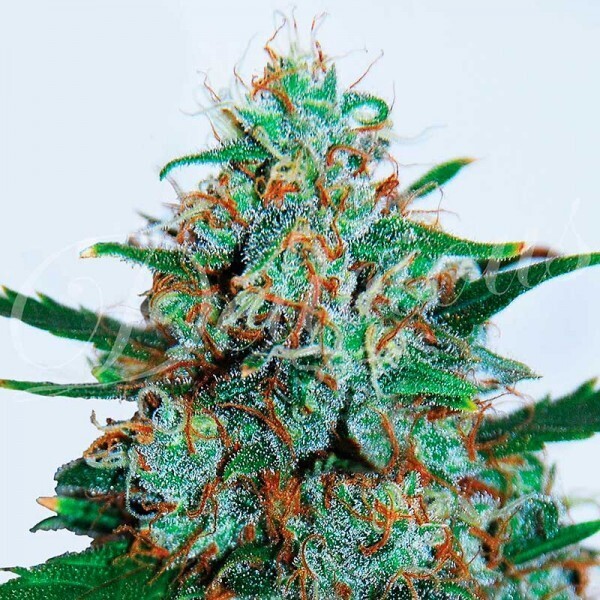 CRITICAL NEVILLE HAZE AUTO