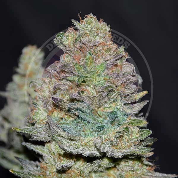 DELICIOUS COOKIES AUTO