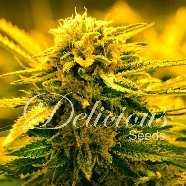 SUGAR BLACK ROSE AUTO