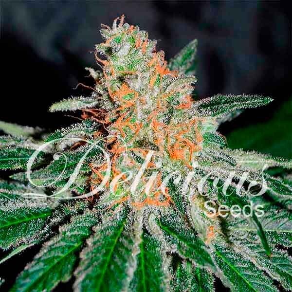CBD JAM