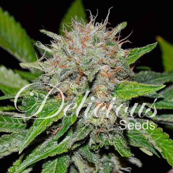 DEEP MANDARINE