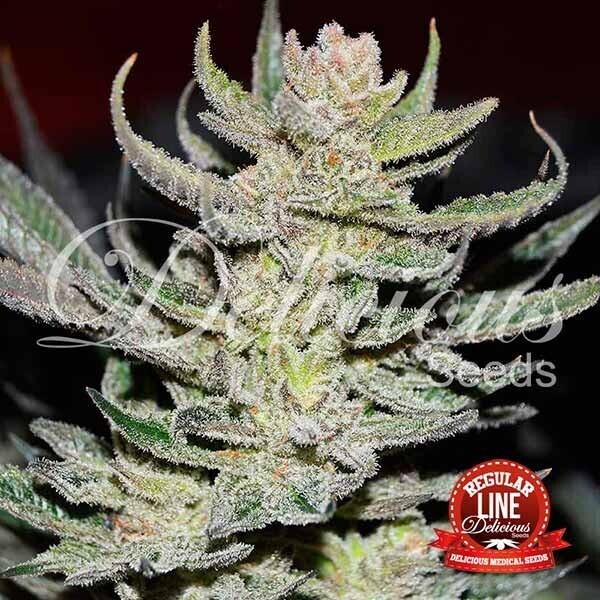 UNKNOWN KUSH REGULAR
