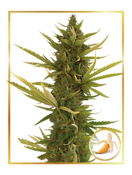 AUTO BLACK BANANA
