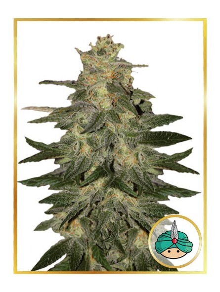 AUTO MAZAR BLUE