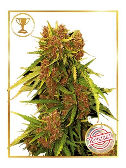 AUTO KRITICAL RED