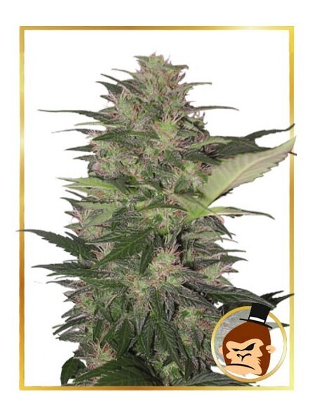 AUTO GORILLA CREAM