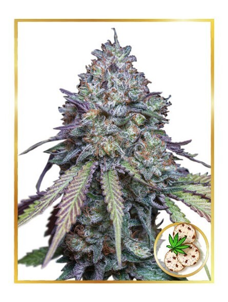 AUTO GIRL SCOUT COOKIES