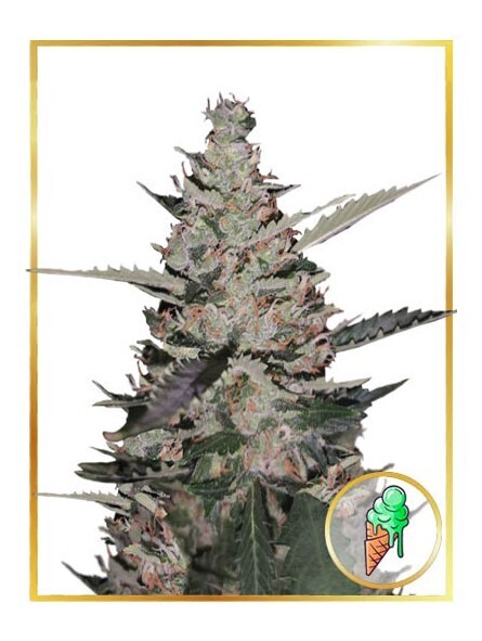 AUTO GELATO ICE