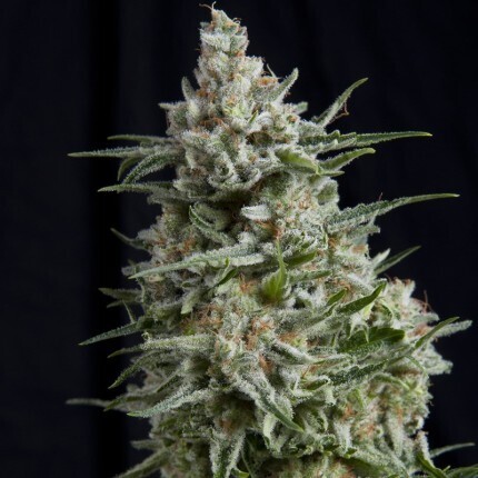 Amnesia Gold
