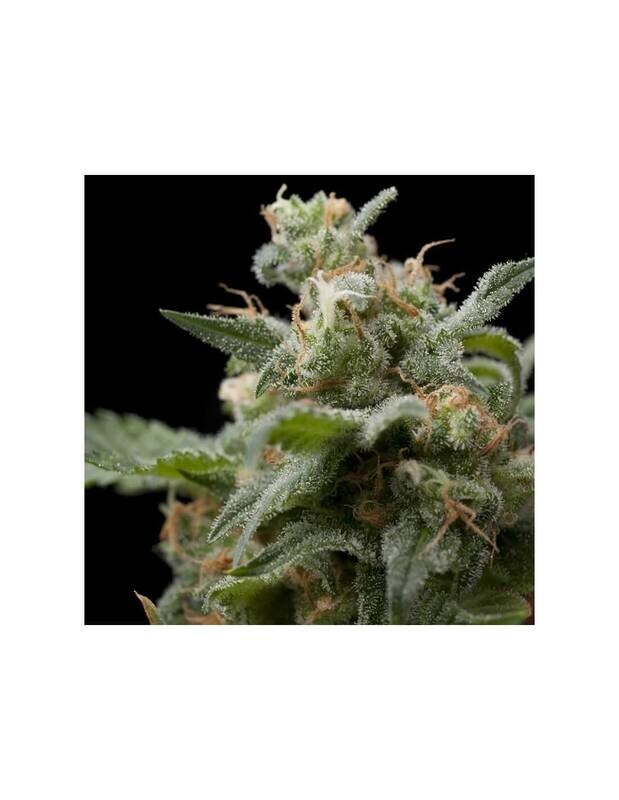 Super Hash
