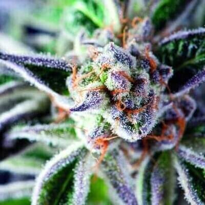 Double OG Haze