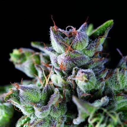 Purple Urkle