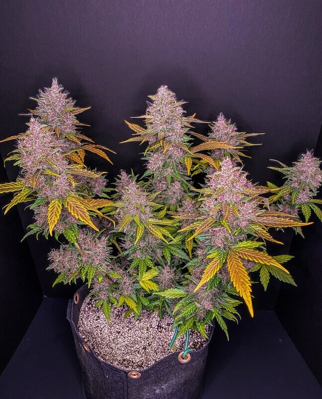 LSD-25 Auto 3pcs