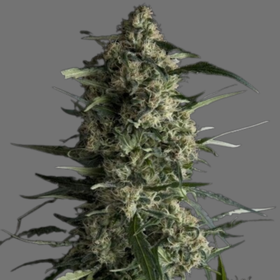 Anesthesia CBD