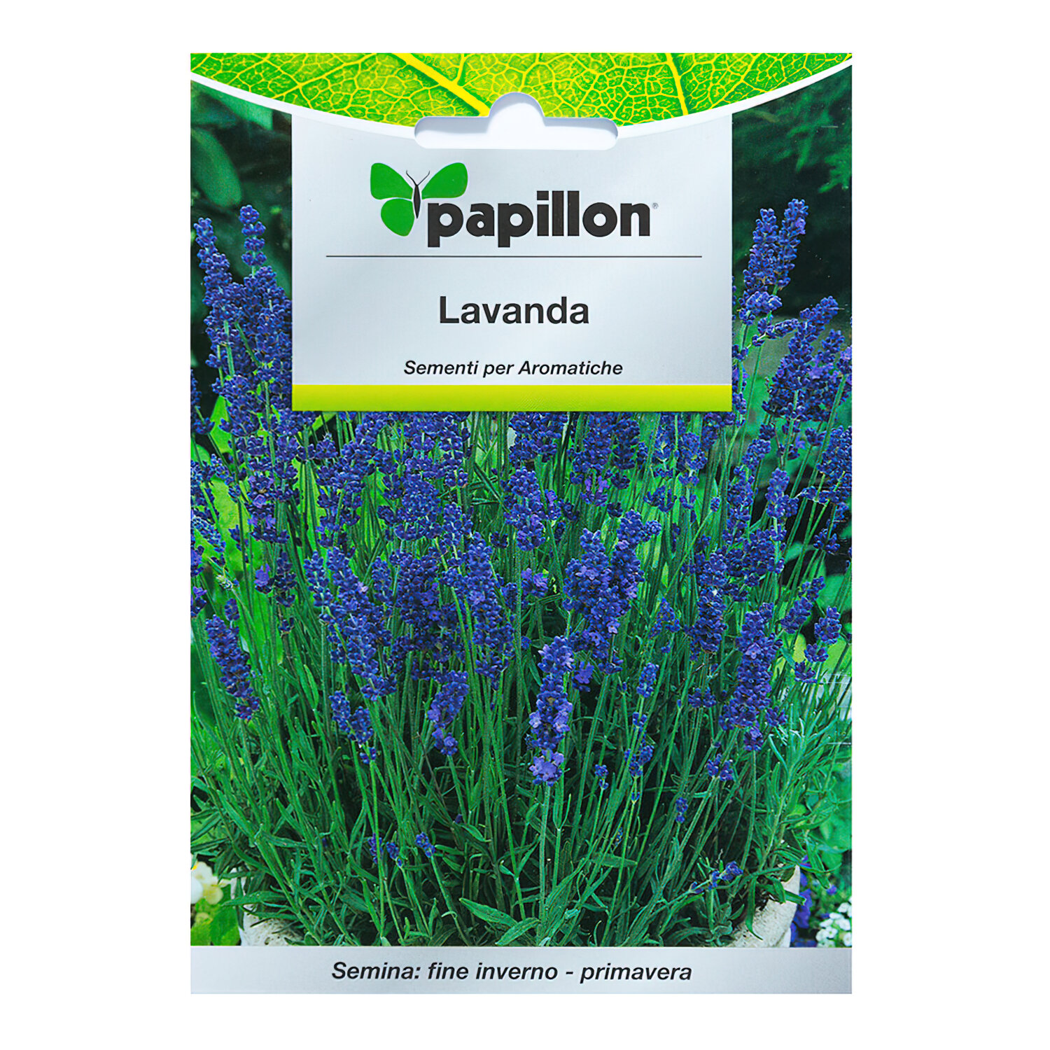 Semillas Aromaticas Lavanda (0.5 gramos)