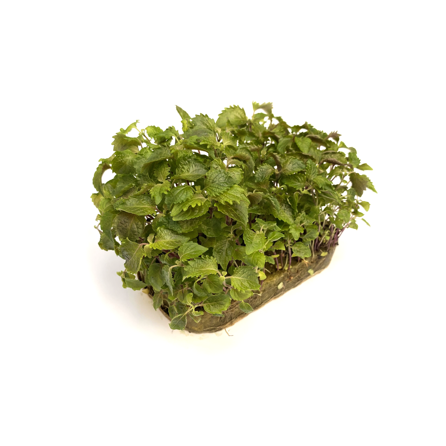 Шисо/Перилла зелёная микрозелень