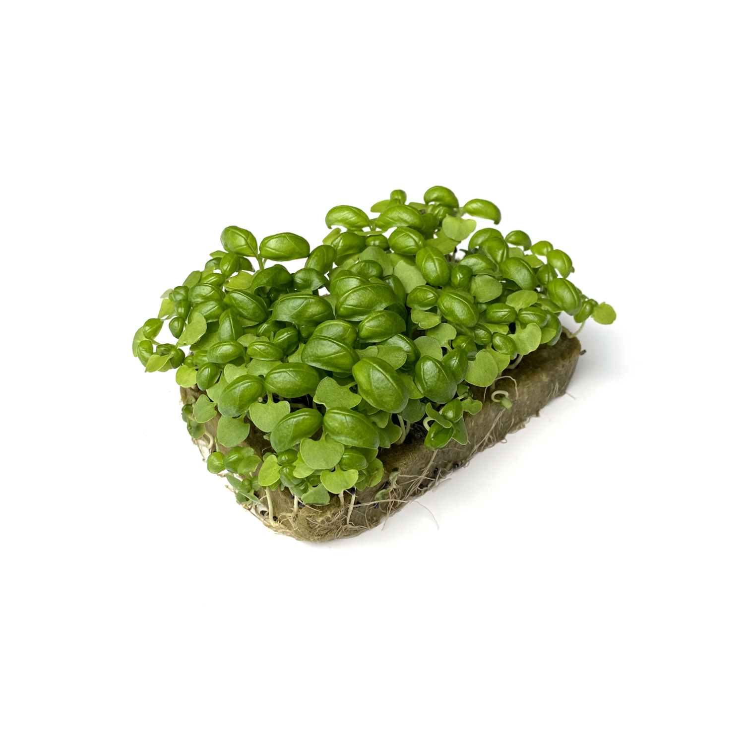 Базилик зелёный микрозелень
