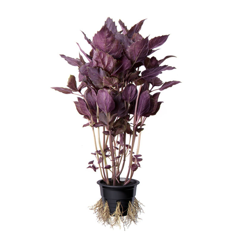 Базилик фиолетовый (листья)