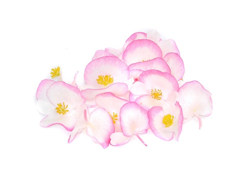 Цветы Бегонии - Живой Вкус Истории (20 цветов)