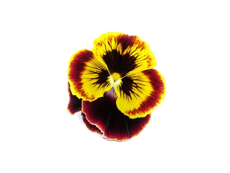 Виола. Фиалка (цветы)