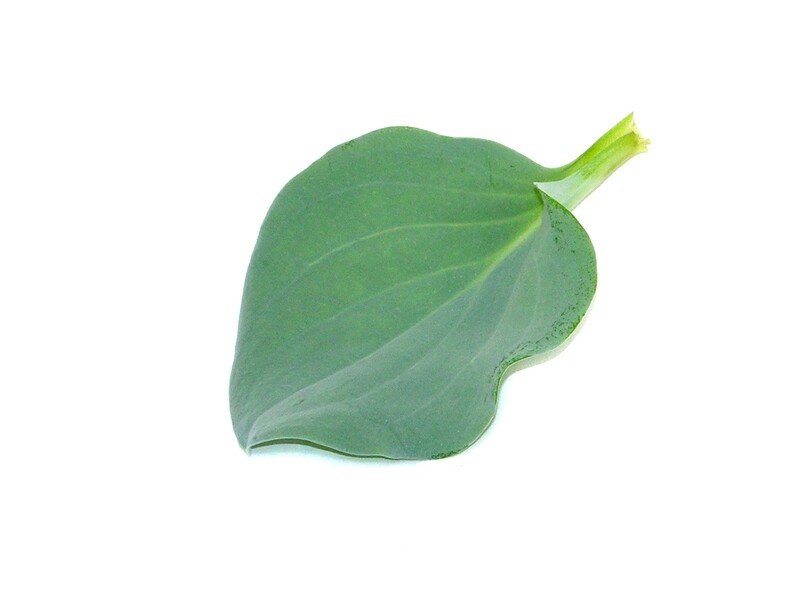 Устричный лист