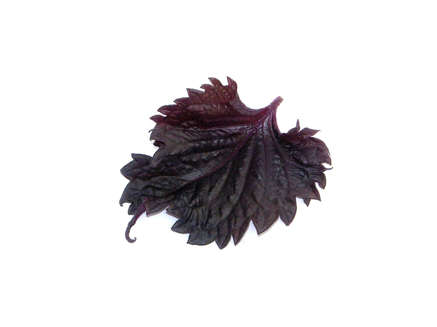 Шисо пурпурный (листья)