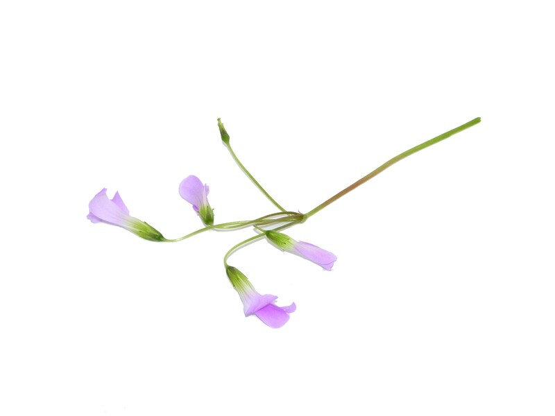 Бутоны оксалиса кислицы (цветки)